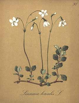 three white flowers with green leaves on a brown background