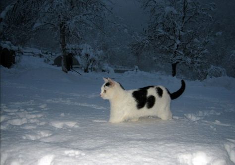 a black and white cat standing in the snow