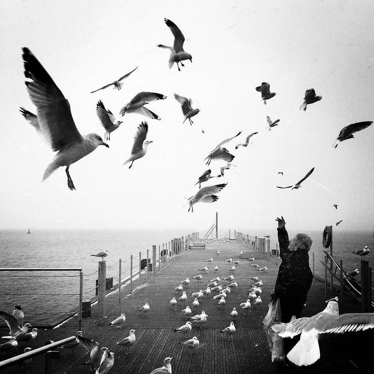 a flock of seagulls flying over a pier