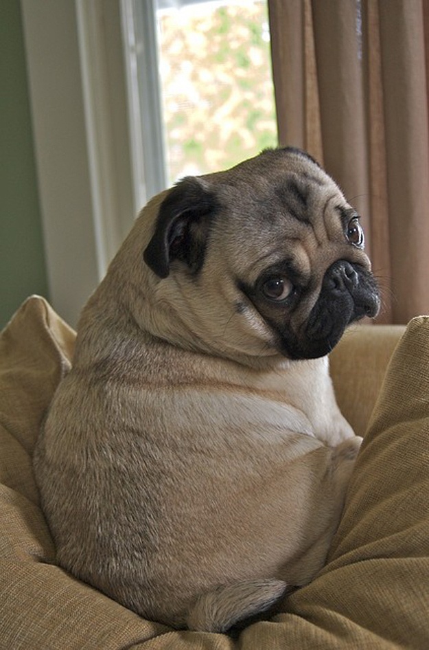 a small pug dog sitting on top of a brown couch next to a window