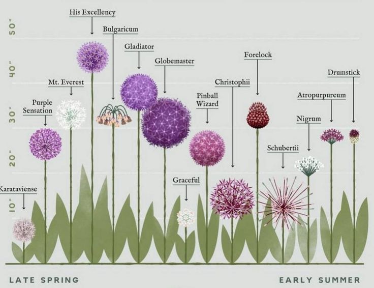 the life cycle of an alliuma plant with its different flowers and their names