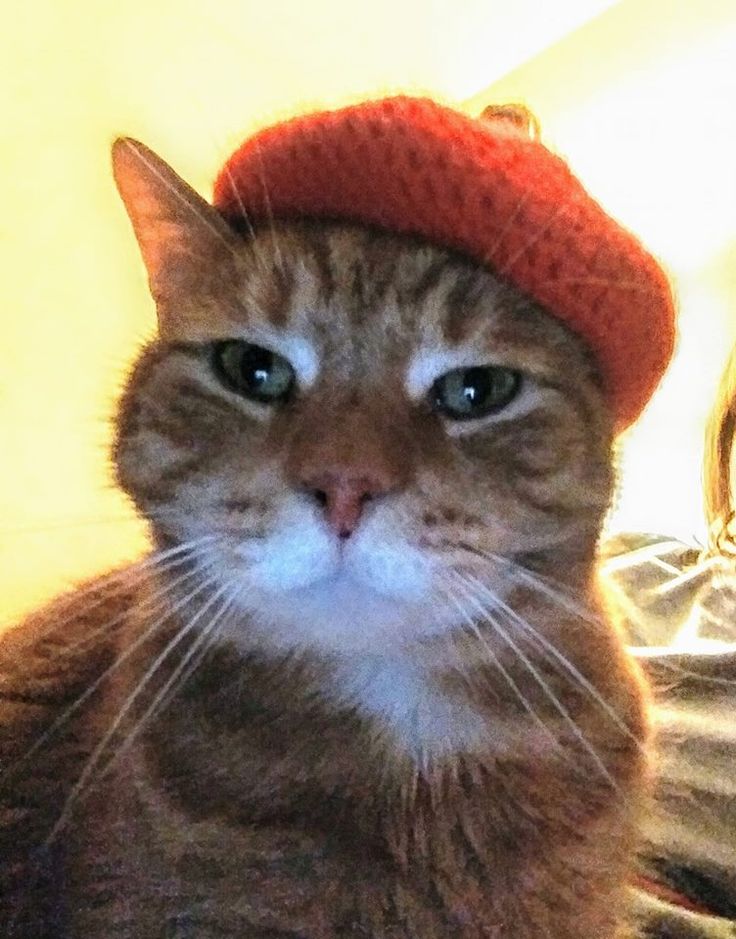 a cat wearing a red knitted hat sitting on top of a bed next to a woman