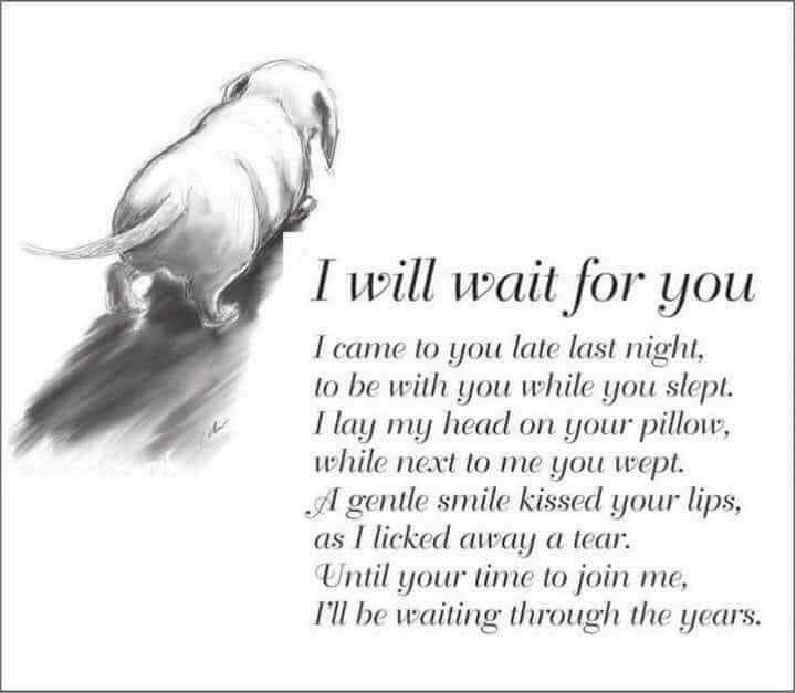 a drawing of a dog with the words i will wait for you