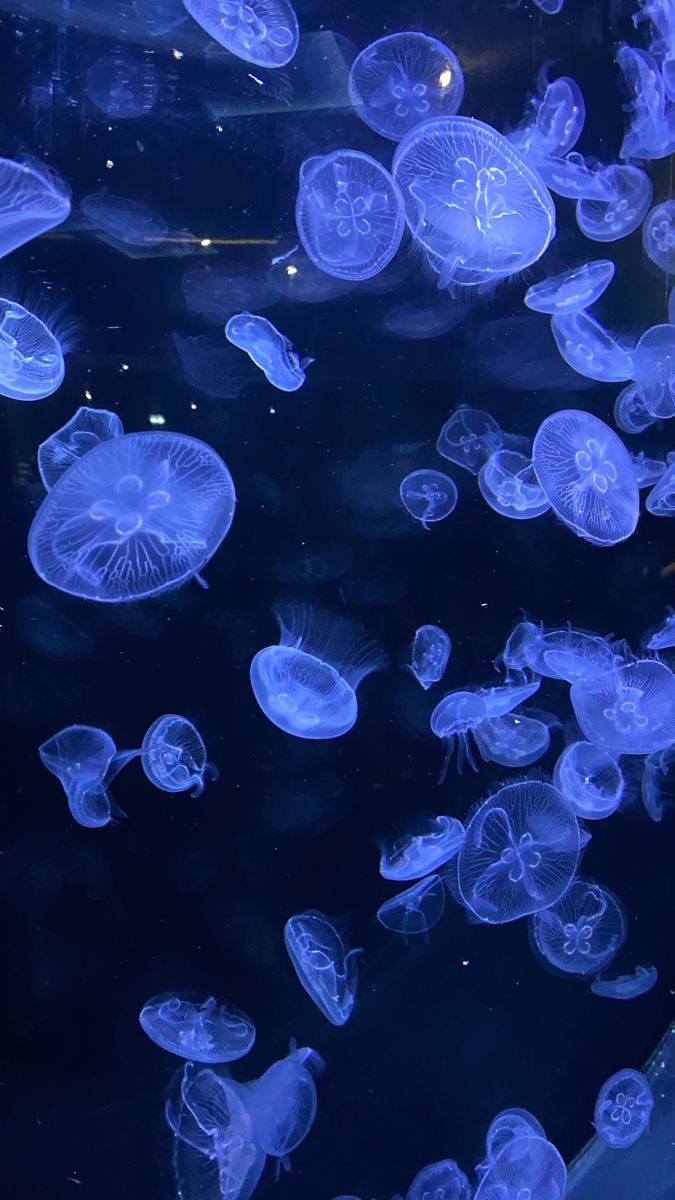 many jellyfish are swimming in the water