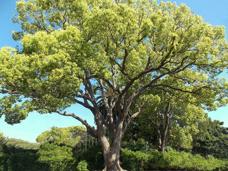 a large green tree sitting on top of a lush green field