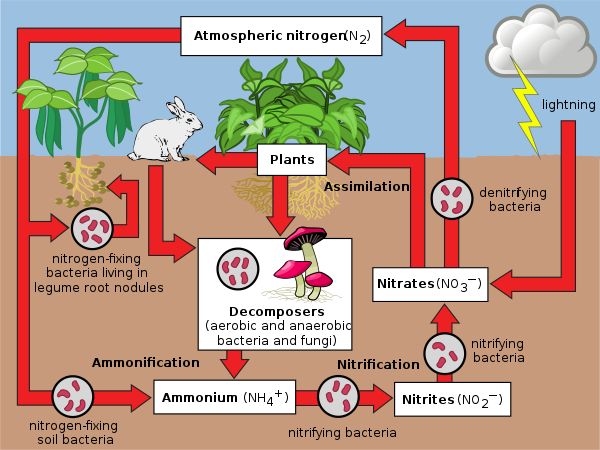 the life cycle of plants and animals is shown in this diagram, as well as other things