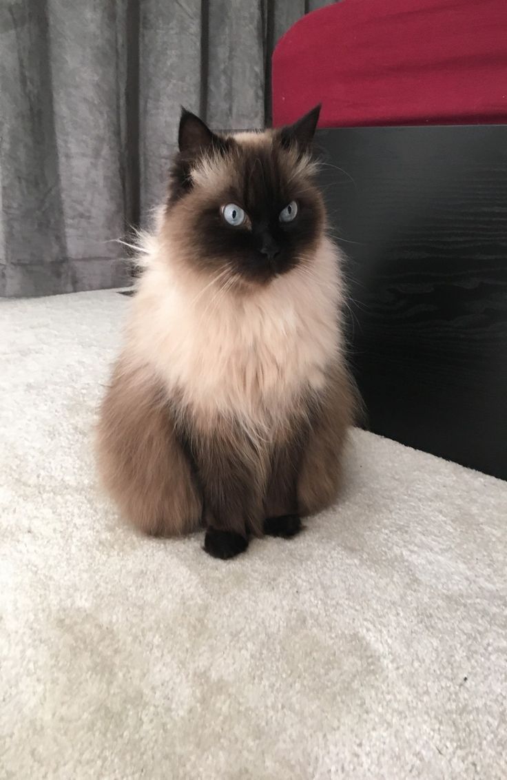 a fluffy cat sitting on top of a bed