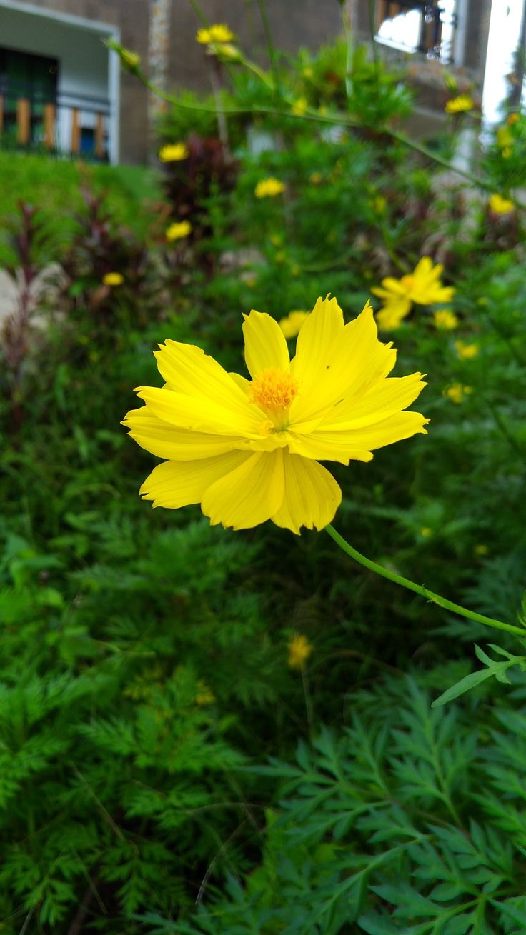 a yellow flower is in the middle of some green plants and flowers near a building