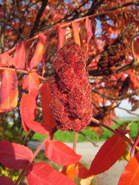 red leaves on a tree in the fall