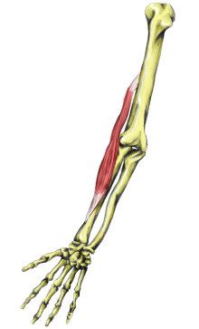 an image of the arm and wrist muscles