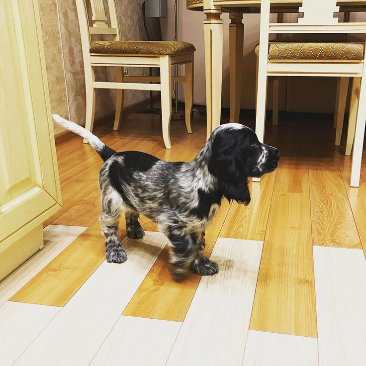 a black and white dog standing on top of a hard wood floor