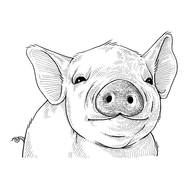 a black and white drawing of a pig's face