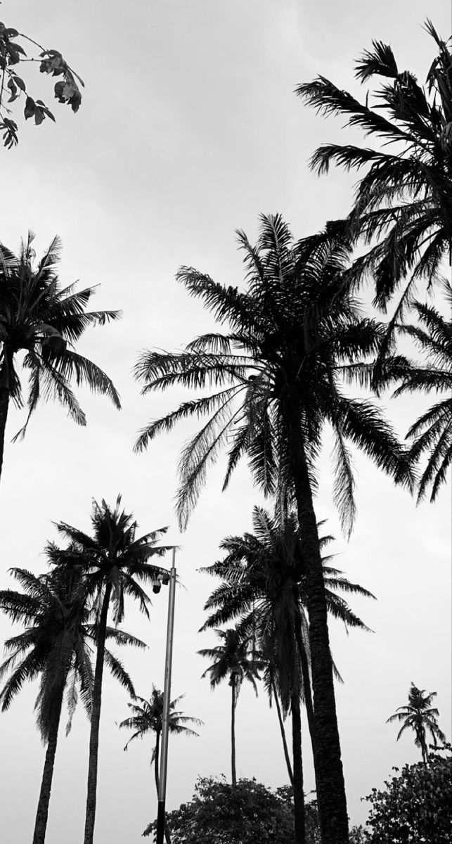 black and white photograph of tall palm trees