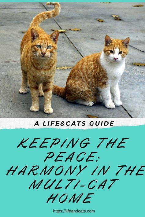 two cats sitting next to each other on the ground with text reading keeping the peace, harmony in the multi - cat home