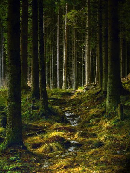 a path in the middle of a forest with lots of trees and grass on both sides