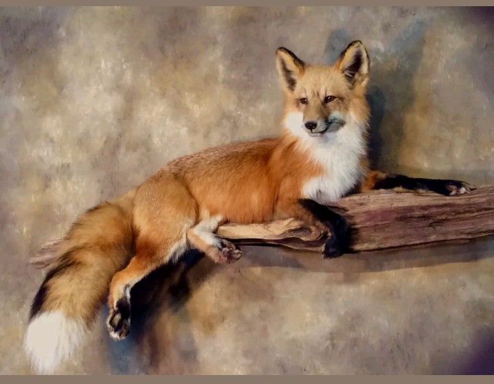 a red fox laying on top of a piece of wood