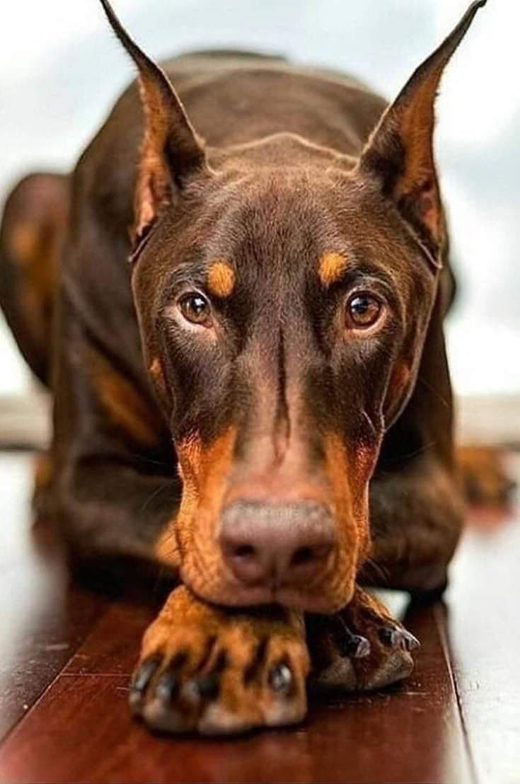 a brown and black dog laying on top of a wooden floor