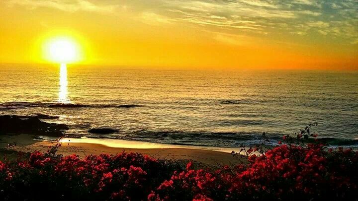 the sun is setting over the ocean with red flowers