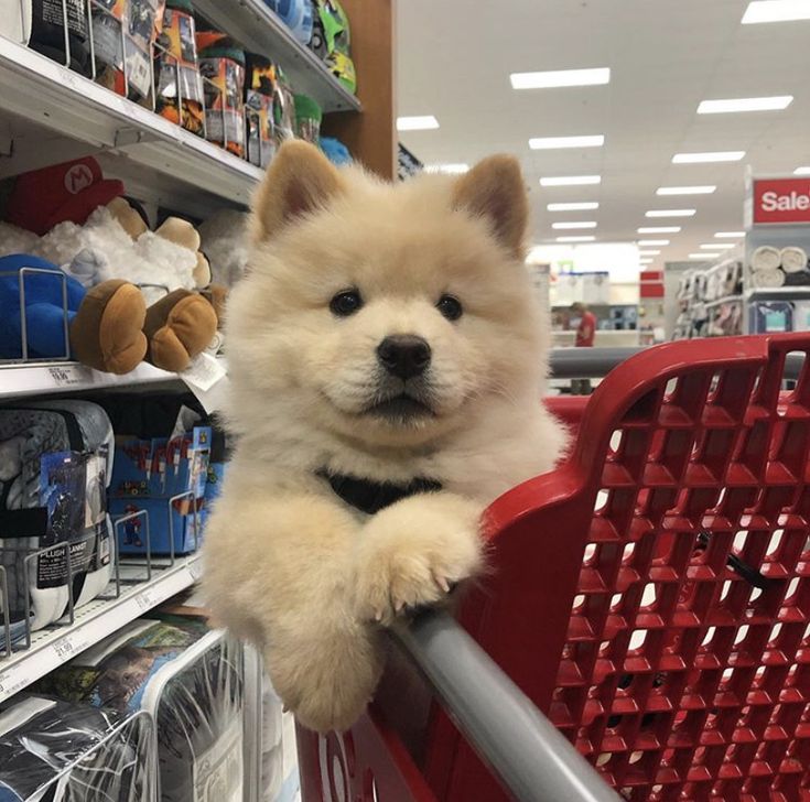 a small brown dog sitting on top of a red shopping cart in a store aisle