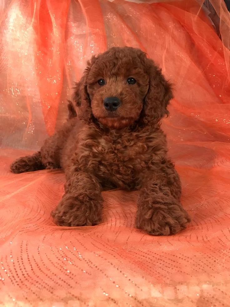 a brown dog laying on top of a bed covered in pink netted fabric and looking at the camera