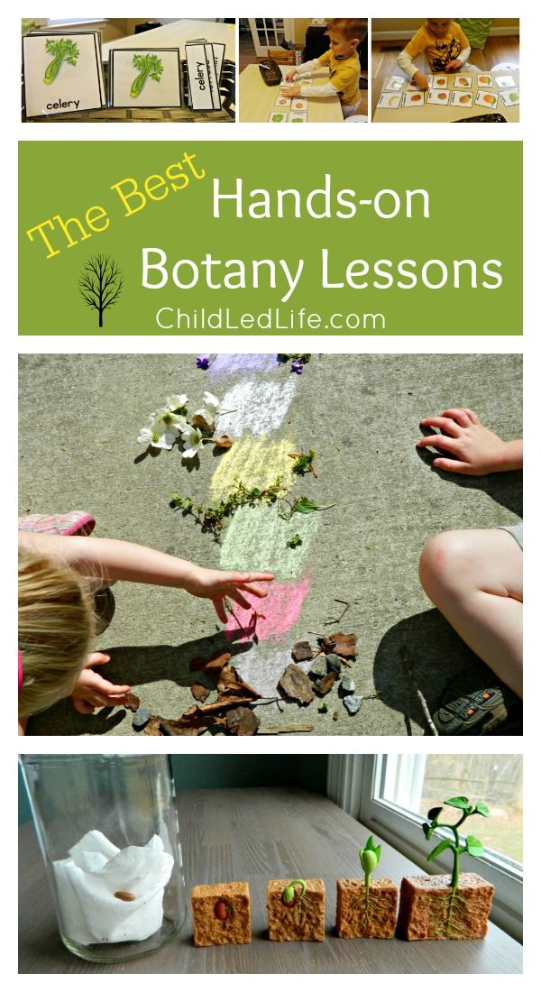 the best hands - on botany lessons for kids to learn how to make them