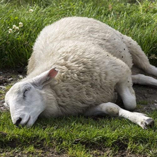 a white sheep laying in the grass with it's head on its hind legs