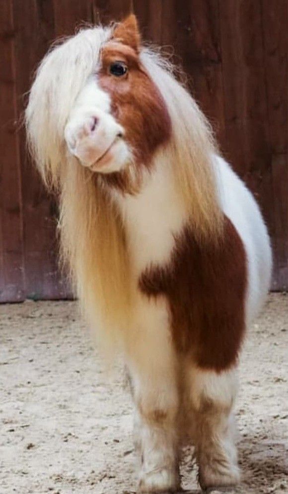 a small brown and white pony standing next to a wooden fence with long hair on it's face