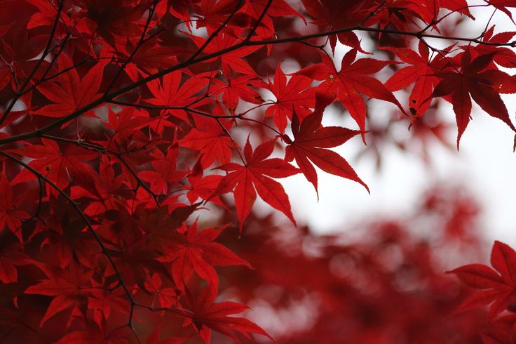 red leaves on the branches of a tree