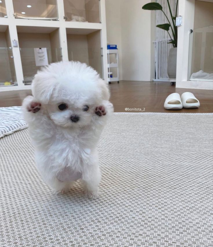 a small white dog standing on top of a rug