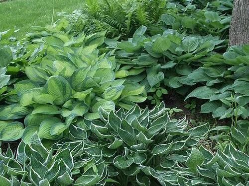 some very pretty green plants by the side of a tree in the grass and bushes