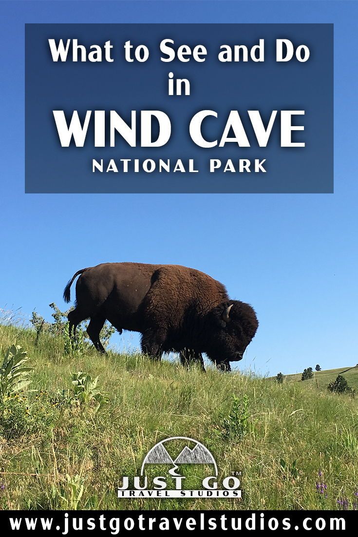 a bison standing on top of a grass covered hill with the words what to see and do in wind cave national park