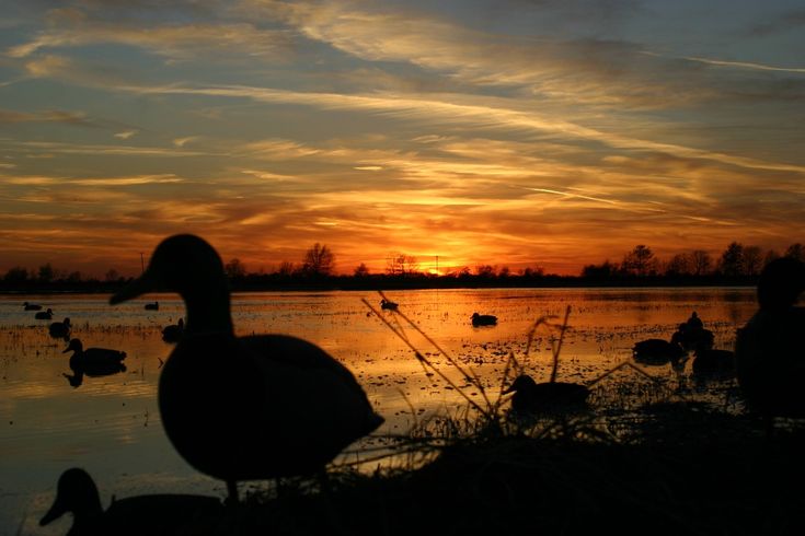 ducks are sitting in the water at sunset