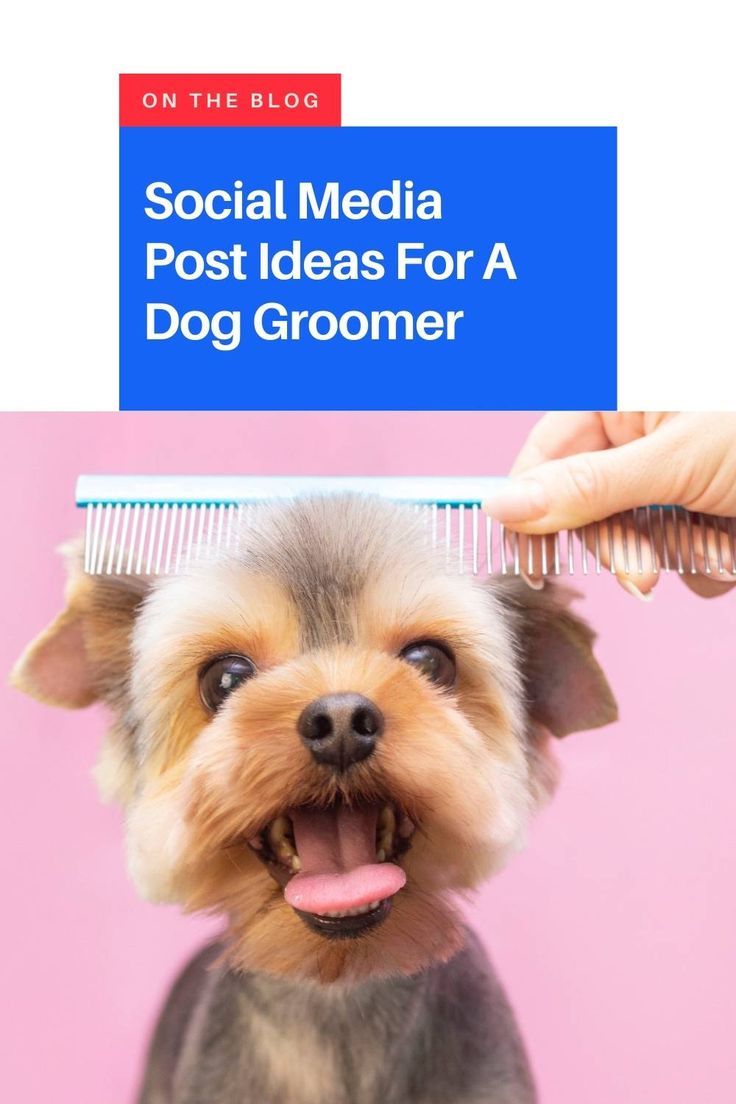 a dog getting its hair combed by someone's hand with the title social media post ideas for a dog groomer