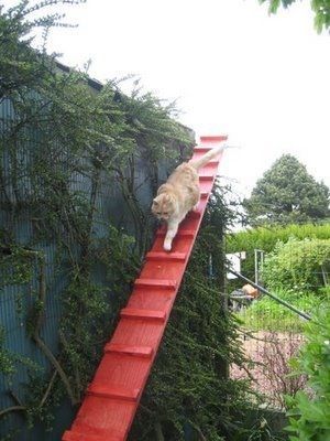 an orange cat climbing up a red ladder