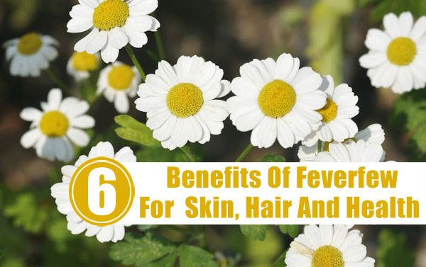 white daisies with the words benefits of feverew for skin, hair and health