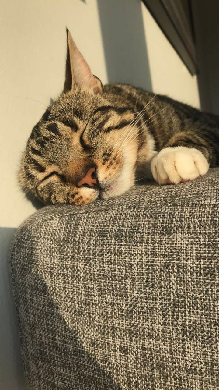 a cat laying on top of a couch with its eyes closed and it's head resting on the arm