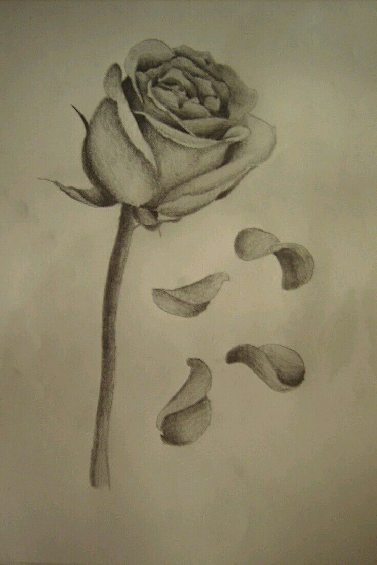 a pencil drawing of a rose with petals