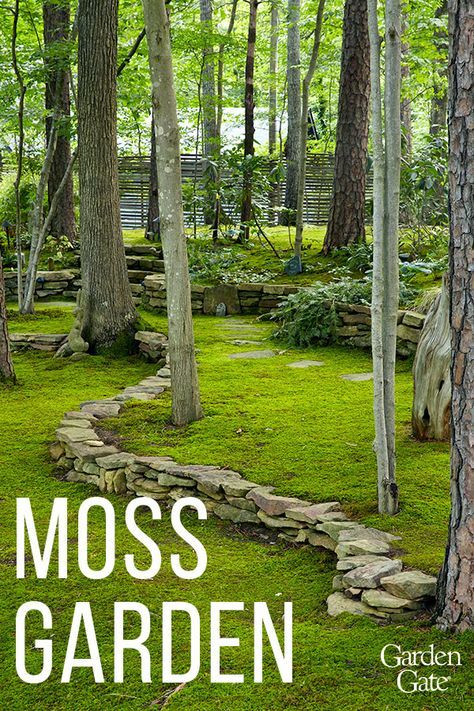 moss garden with stepping stones and trees in the background