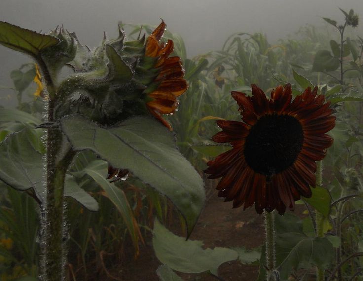 two sunflowers in the middle of a foggy field with leaves and flowers