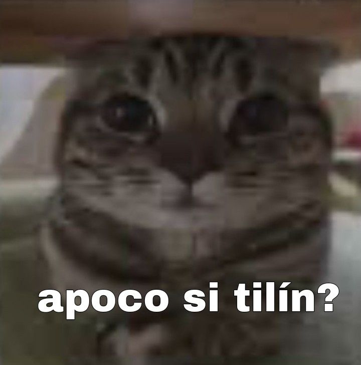 a cat is hiding under a table with the caption, apoc si tilin?