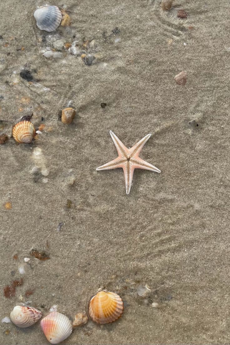 starfish and shells on the sand at the beach