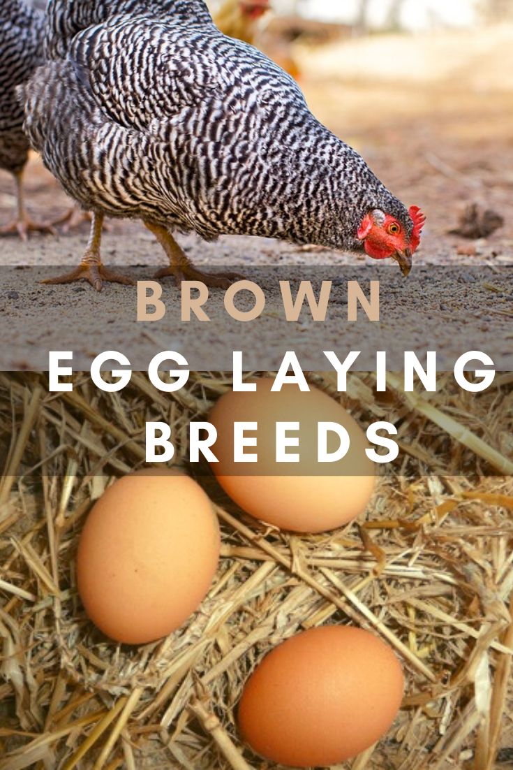 brown eggs laying on top of hay next to two chickens with the words, brown egg laying