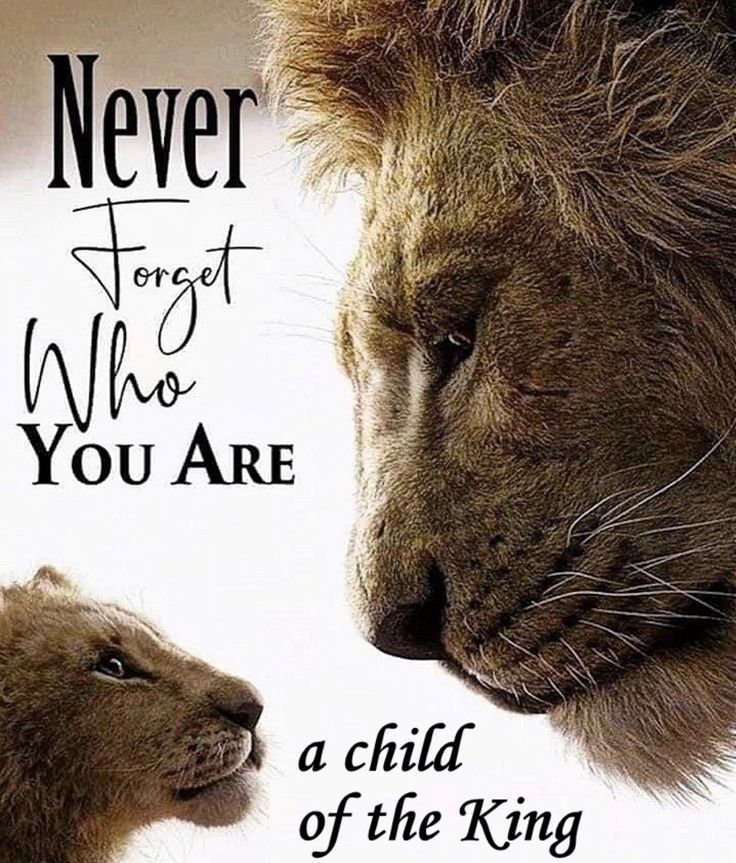 two lions facing each other with the caption never forget who you are, a child of the king