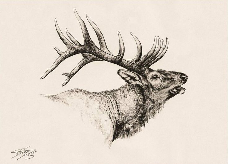 a drawing of a deer with antlers on it's head