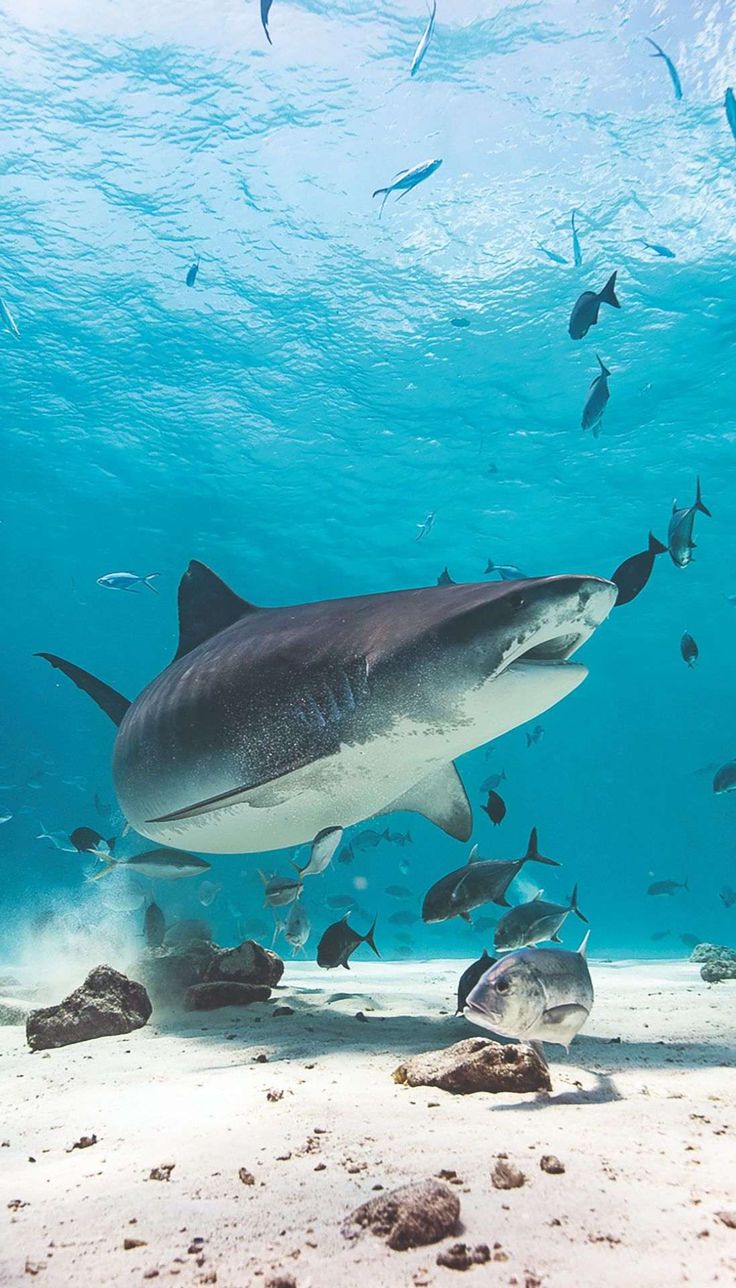 a shark swimming in the ocean surrounded by fish