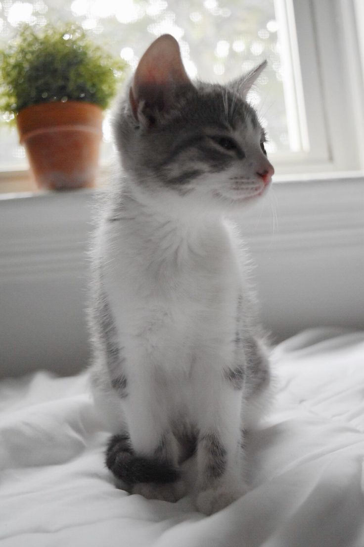 a small kitten sitting on top of a bed next to a potted plant in front of a window