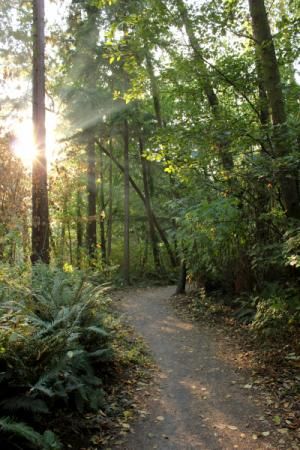 the sun shines brightly through the trees on this path in the woods with ferns