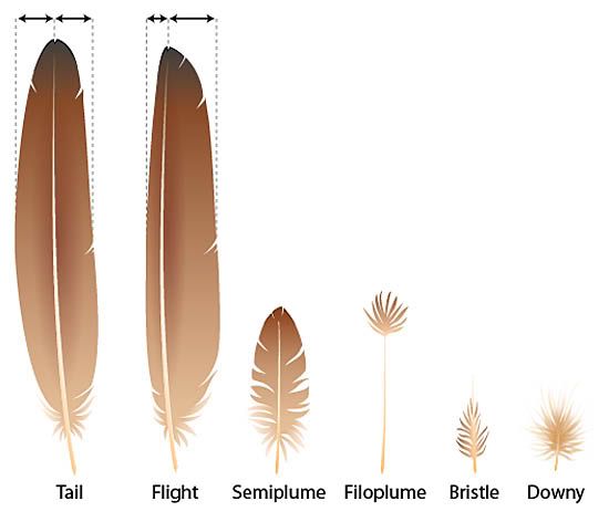 an image of different types of feathers