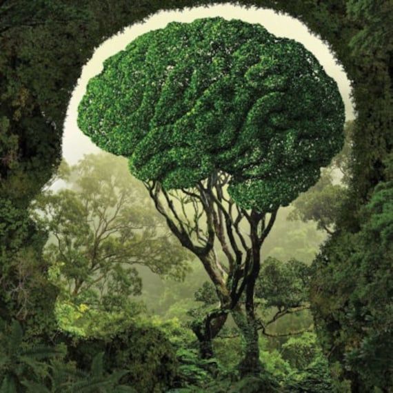 a large green tree in the middle of a forest