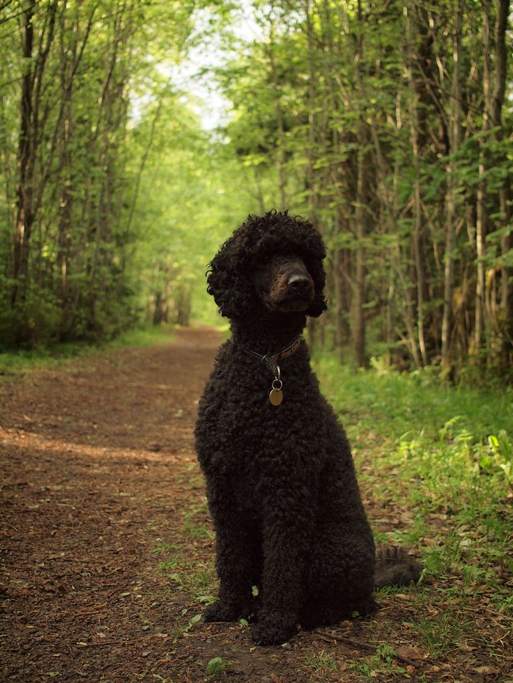 a black poodle sitting in the middle of a dirt road surrounded by green trees